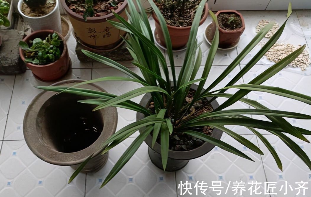给兰花换盆,注意5个“要点”,保证兰花根系壮,后期长势旺