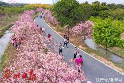 “粉色梦境”曝光，广东官宣了