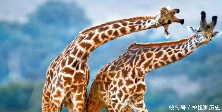  形象|麒麟到底是什么动物？原本“麒”和“麟”是2种动物？