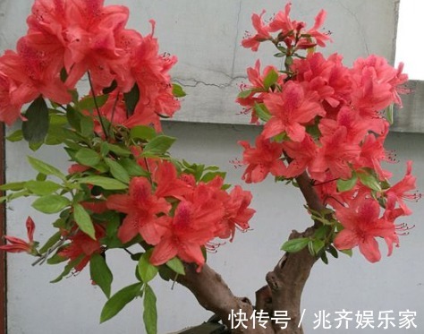 杜鹃花花期过后，做完三件事，来年轻松长爆盆，邻居跑来问经验