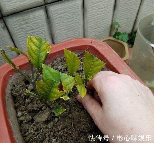 小绿芽|终于等到了扦插季，这两种花赶紧买，以后就不用买了！