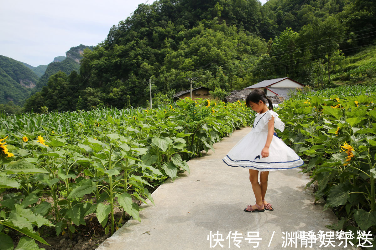 油葵|隐世小山村向日葵花盛开引来游客，高颜值经济让村民脱贫致富