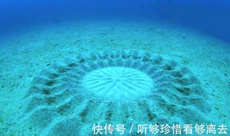 指纹|完全冻结的木蛙,与人类指纹几乎相同的考拉,你不知道的生物知识