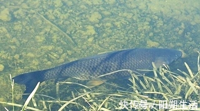 大鱼|夏季守巨物的3个要素，“诱鱼、留鱼、钓鱼”，缺一不可！