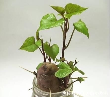 全家|婆婆给盆栽插上一根牙签,没过多久盆栽成这样,全家人高兴坏了