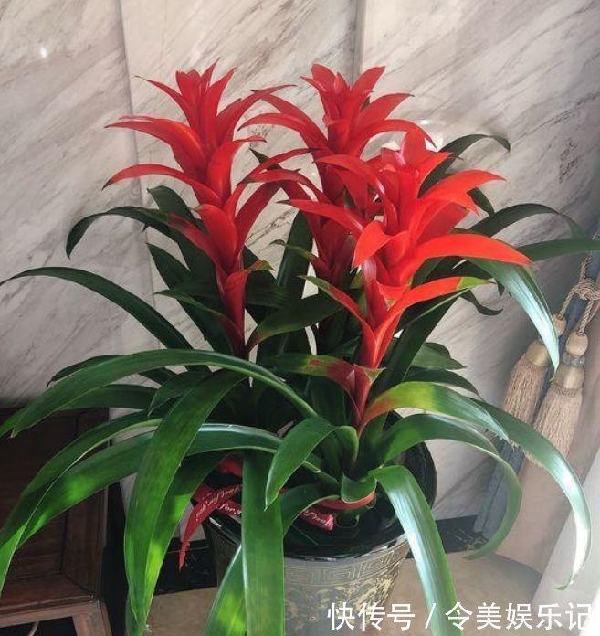 鸿运当头|4种福运花,自带福气好养活,日子红火财运滚滚,好看极了