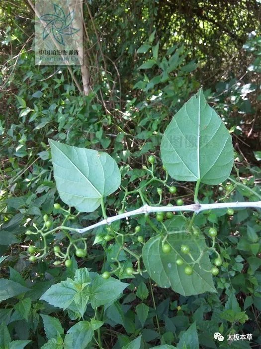 疮疡肿毒|飞龙接骨,见过吗?用于扭伤骨折、腰肌劳损、坐骨神经痛