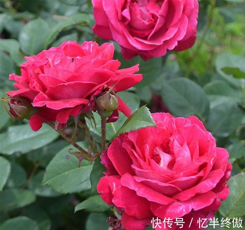 3种花超让人喜欢,植株低矮,花色绚丽,四季开花不停,养护很容易