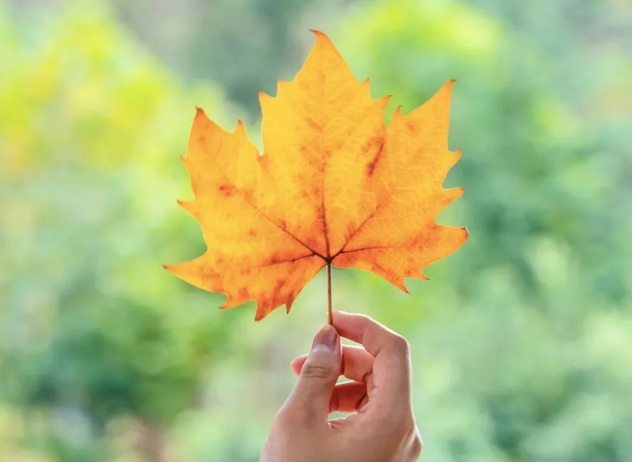 杜甫&诗词丨史上最全“秋”字飞花令,句句经典,值得永久收藏