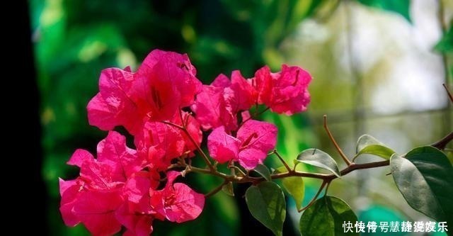 口味|三角梅口味重,爱喝这种水,花开不停歇,非常漂亮