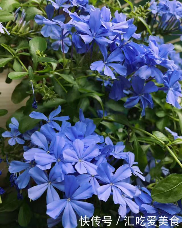 蓝雪花可以在室外过冬吗?做好“两步”,来年春天长势快花开爆