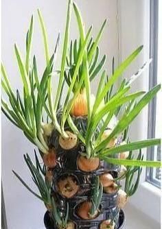 植物|没地种花种菜,没时间浇水几个塑料瓶就能解决,DIY变废为宝