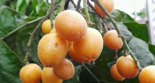 南方特有的4种水果,作为南方人也不认识,北方人连听都没听过