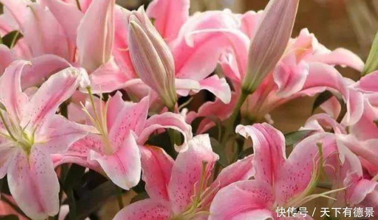 4种花比牡丹还漂亮,比绿萝还好养,年年花开不断