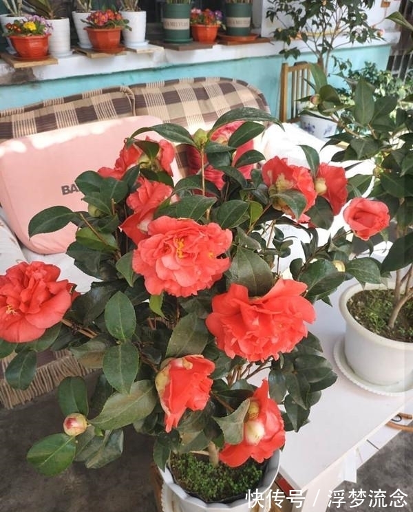 此花卉,是植物界的“万岁爷”,比牡丹还美,花期200多天