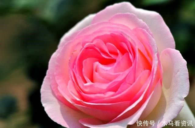 养花就养3种耐旱花,好养易活能爆盆,四季开花不断,夏天也赏花