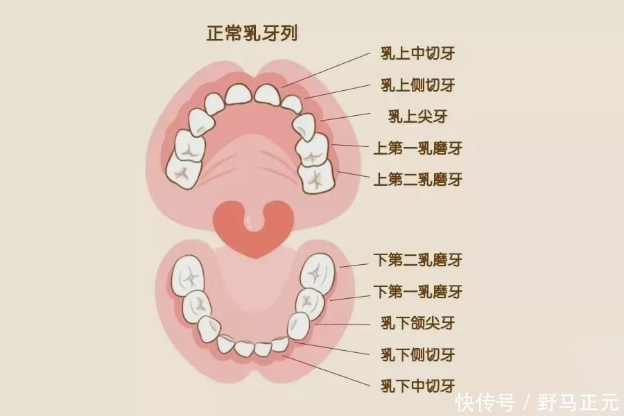 口腔疾病|孩子新换的牙齿长歪了怎么办？来看儿童换牙攻略