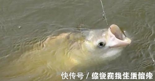 鲢鳙怎么钓？很多人第一步就错了。注意到这3点就怕鱼护装不下