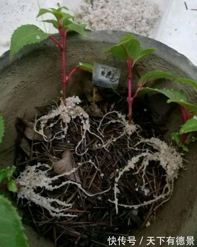 倒挂金钟|这种花,天热难活,赶紧扦插,年年都会有花开