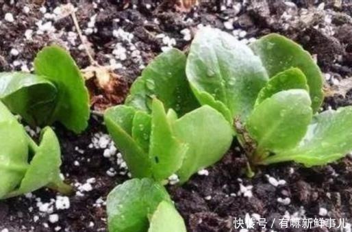 长寿花年年买年年扔只要不扔,简单几步恢复生机,当年就开花!