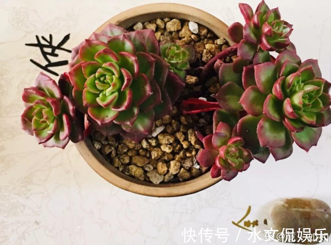 秋天买多肉,认准这点,长得胖嘟嘟窜出一圈小芽!