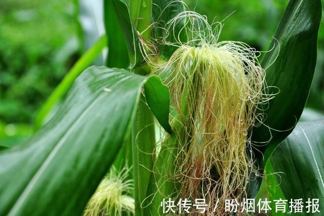 清热|湿热肾炎的“克星”找到了,常用它煮水喝,清热利尿去湿又消炎