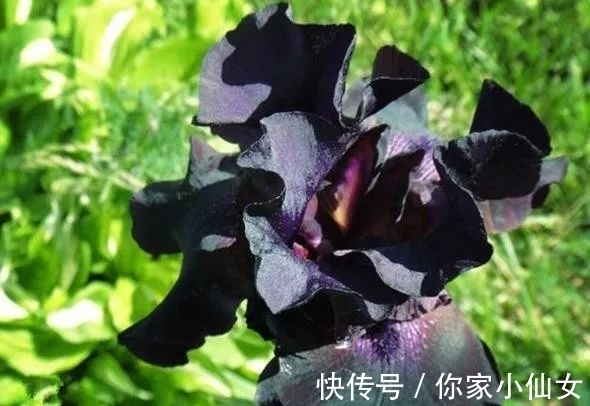 鸢尾花|约旦有一种黑色的鸢尾花，花开黑紫色花，花型像翅膀，显得很神秘