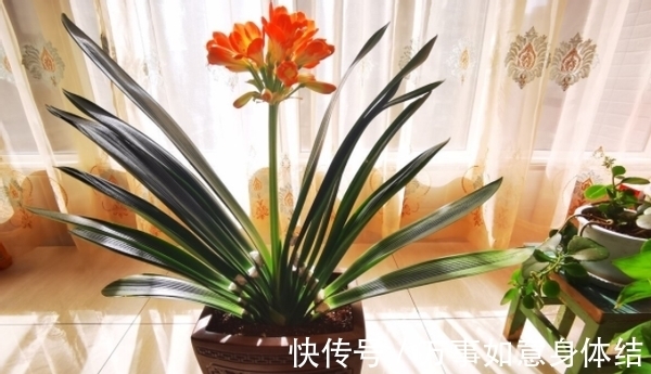 盆栽君子兰，这3方面全做对了，才能“攻克”不开花的难题