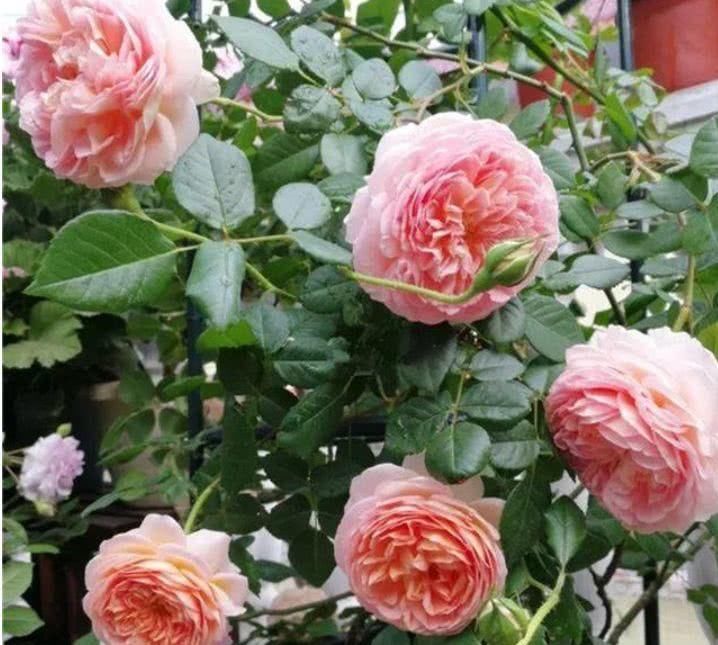 养了3年地月季花,花越开越小颜色原来越淡,教你几招快速恢复