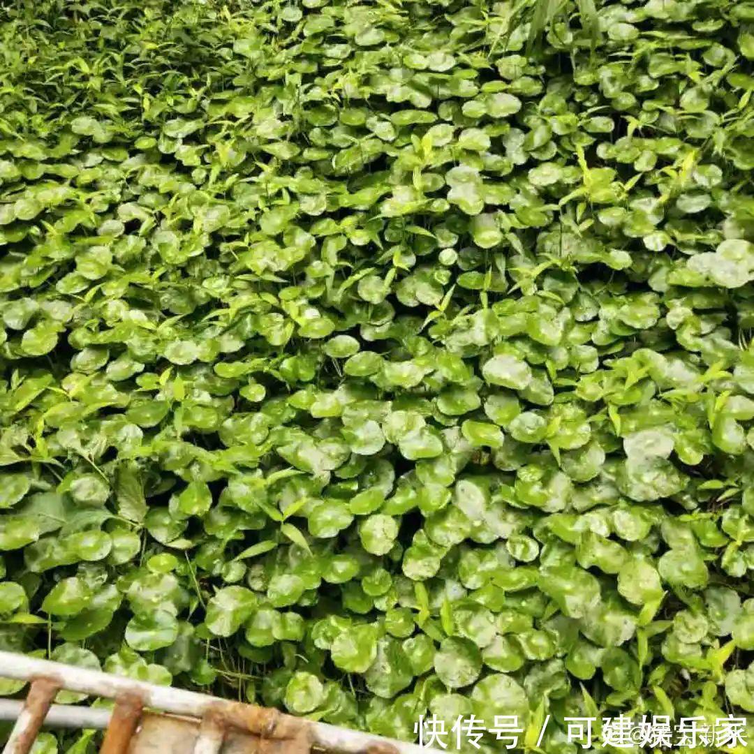 花花|“折腾不死”的10种花,咋养都爆盆,懒人最适合!