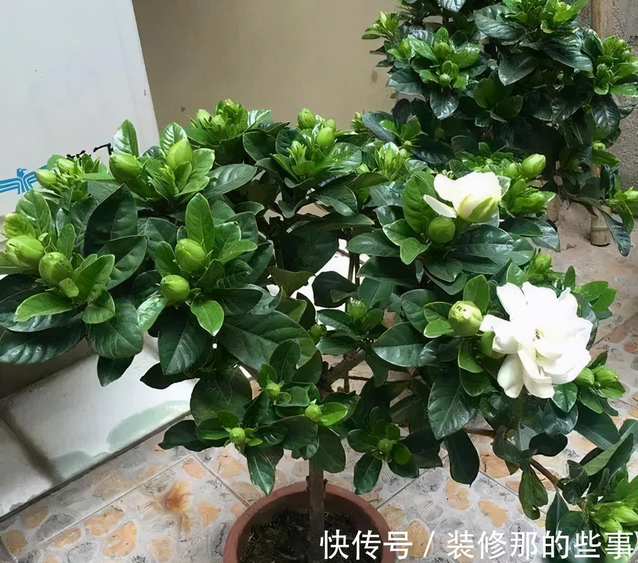 长势|养茉莉栀子花，千万别用2种土，用了就黄叶，养一盆死一盆