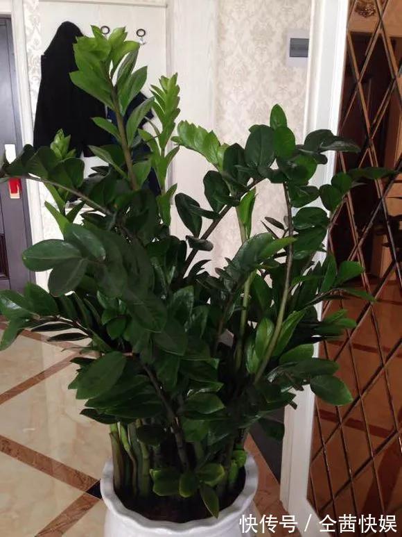 发财树|养花技巧6种花须用小盆“挤着养”,控水好、长得旺!