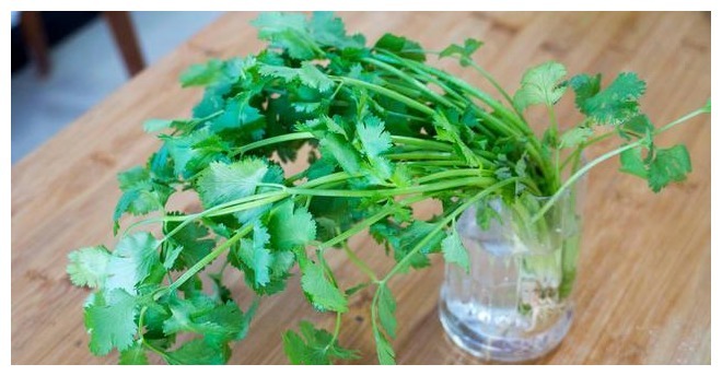 香菜保存有诀窍,3种储存方法,随吃随取,不发黄不腐烂,去试试