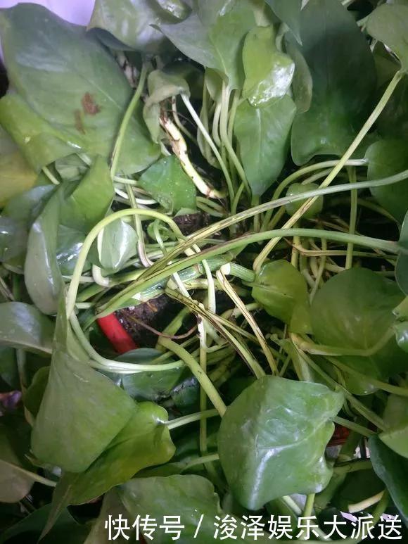 太阳花|咋“折腾”都不死的4种花，越修剪越旺，很难养死