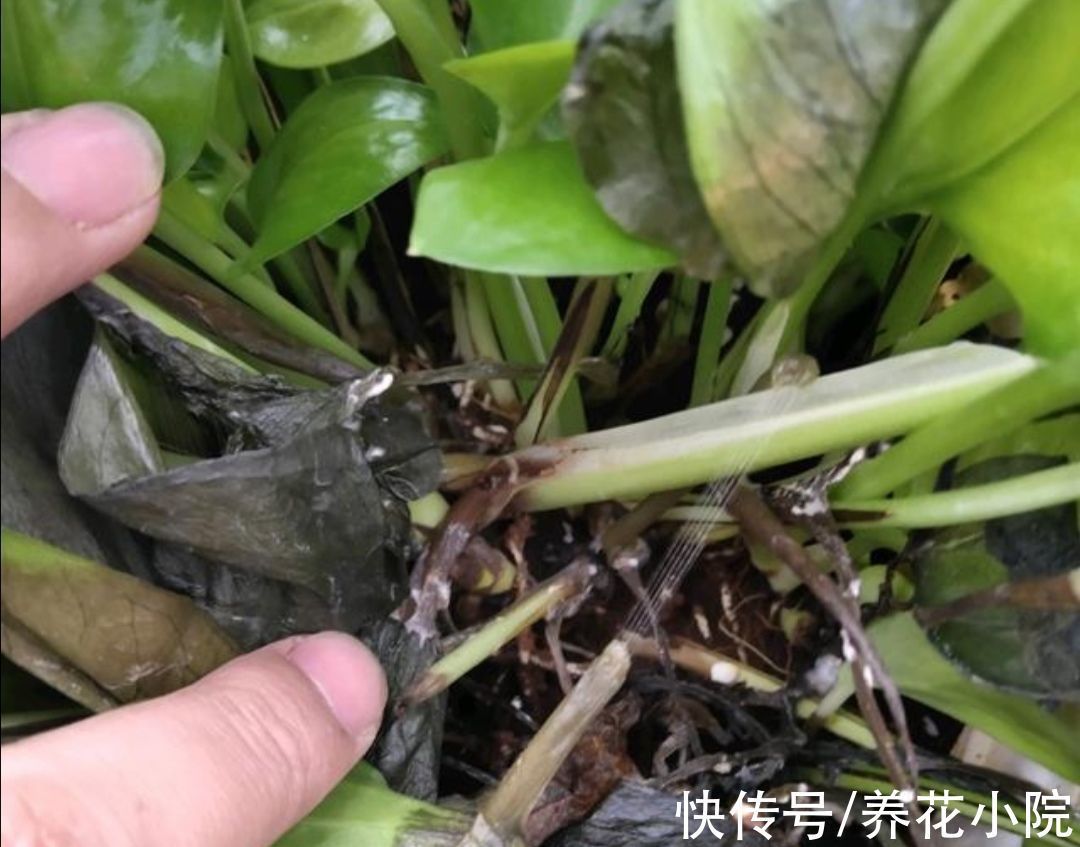 5种常见的“花卉植物”,总是出现烂根,原来问题出在浇水上