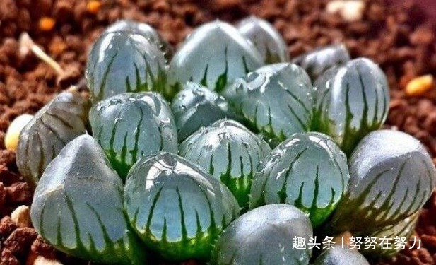 张大爷养“玉露”8年，总结了4个养护“小妙招”，个个晶莹剔透！