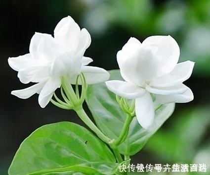 花苞|养好茉莉花，4个步骤缺一不可，花开满盆，一茬接一茬