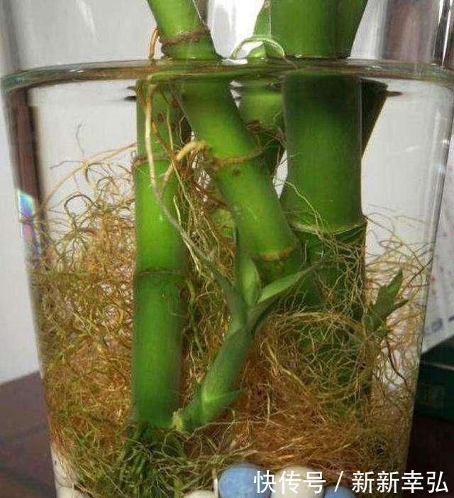 浇水|花快死了别着急仍，学会这几种方法，能让植物起死回生，各个爆盆