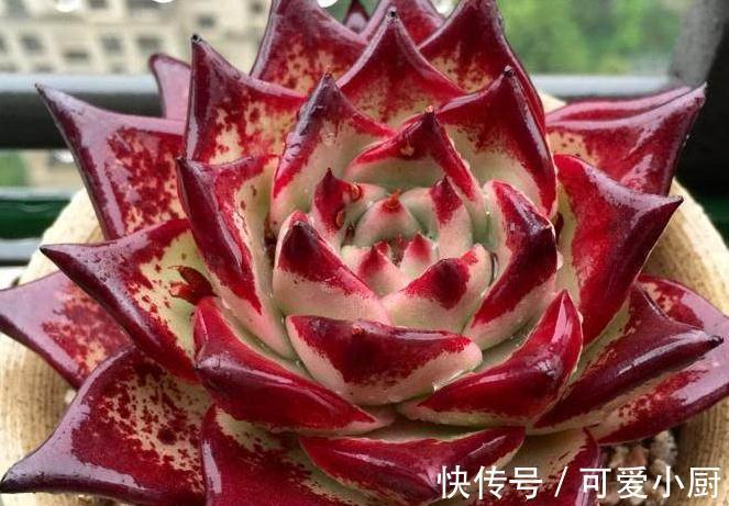 你家的多肉植物只长高,不长胖,这样浇水后,多肉胖嘟嘟