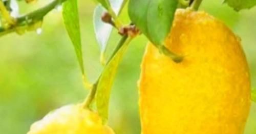  养颜|每天可以坚持吃3种食物，排毒养颜、延缓衰老，爱吃就赚了！