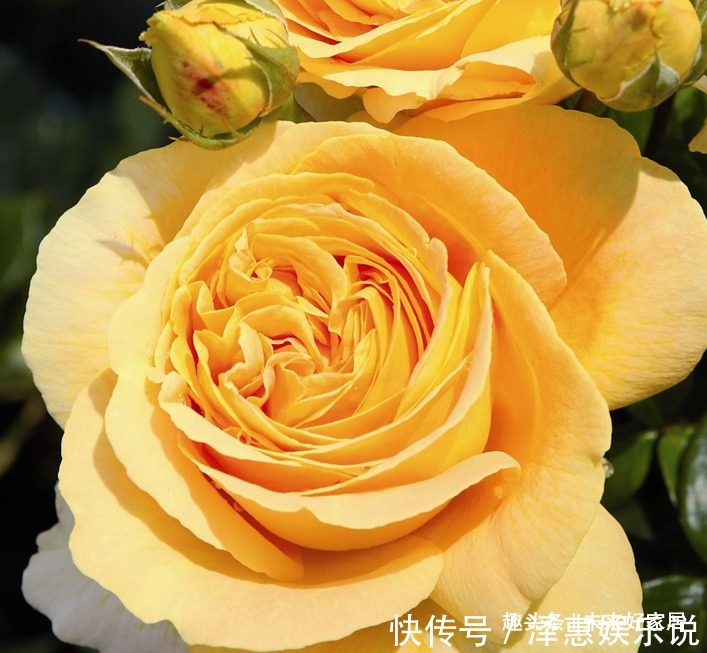 喜欢玫瑰,不如养“精品月季” 全球美人,金光灿烂,高端大气