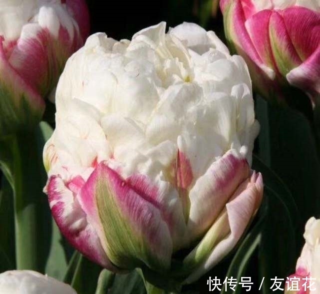 世界上“最珍贵”的花,看起来像冰淇淋一样,但价值却很高