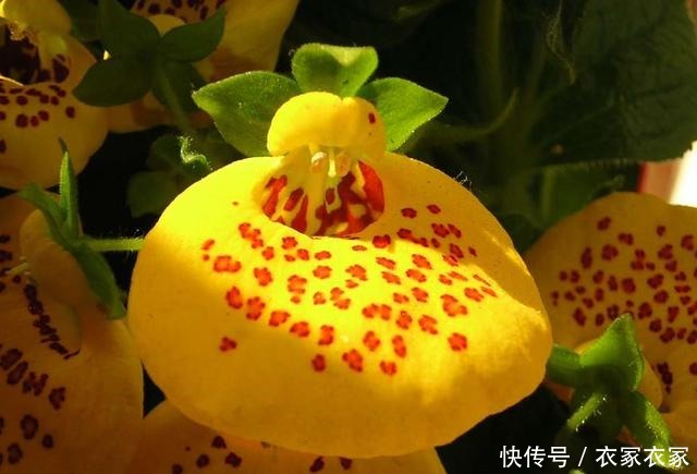 蒲包花怎么养花农解答养蒲包花常见问题!