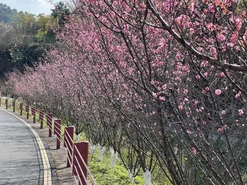 老年|满园春色关不住，快来乐山“花海”里逛逛！