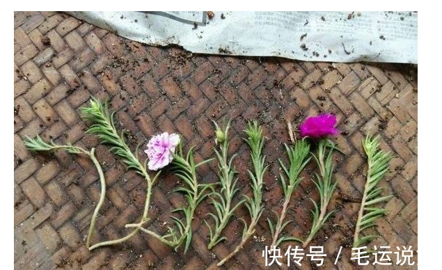 以下花根本不用买,落地生根,1片叶子就是1盆花!
