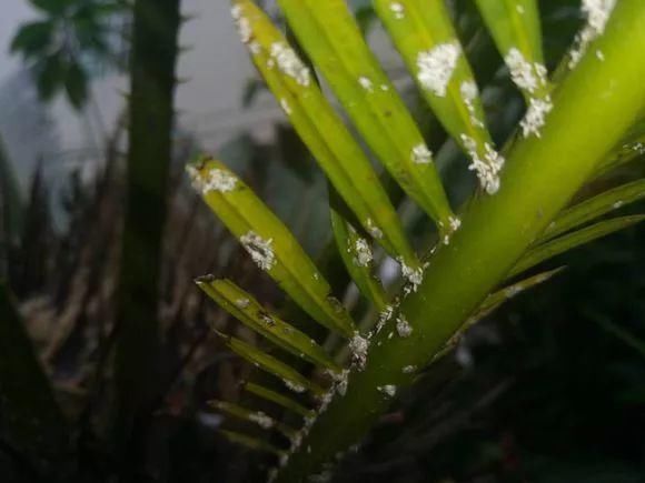 11月给花浇点自制“杀虫杀菌水”，虫子死光光，花草好过冬