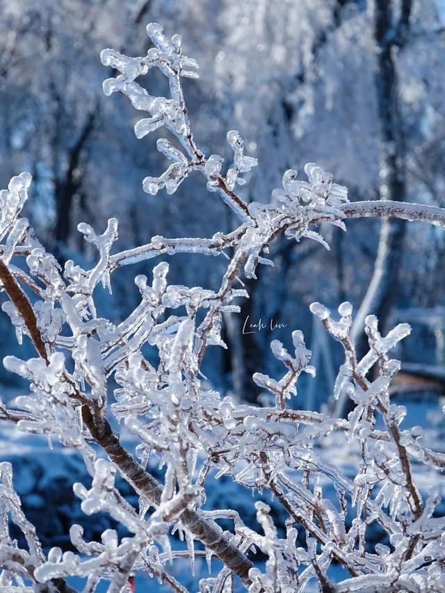 云海|冰雪相伴的日出云海，仙境也不过如此