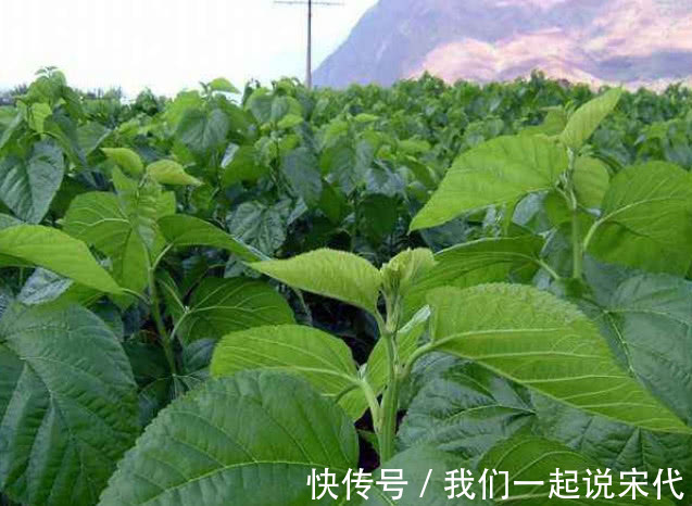 黑桑葚干|高血压终于遇上“死对头”,每天坚持吃一点,血压一降一个准!