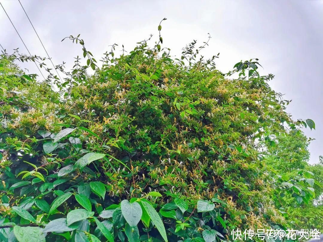 16种特长寿的植物,养十年以上,那都算年轻