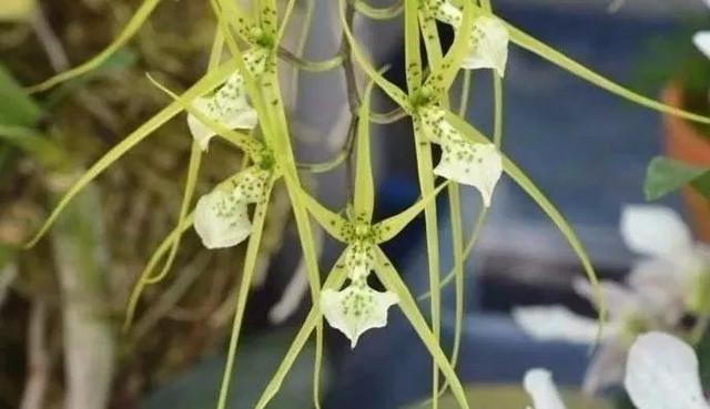 石斛兰|最全的兰花大鉴赏，看看你都见过几种兰花！